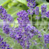 100 Pure Natural Lavande Bulgare Essential Oil