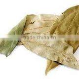 Cinnamon Oil (Cinnamomum Zylanicum) thumbnail-6