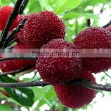 Fresh Chinese Bayberry