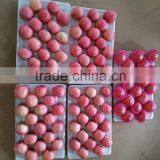 Apple Fruit Fresh thumbnail-3