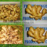 SUPPLY CHINESE BIG GINGER thumbnail-1