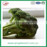 Hot Sale Fresh Broccoli for Sale 800-900g/pc thumbnail-3