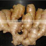 Ginger for Sale thumbnail-1