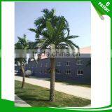Patented and Customized Date Palm Tree for Garden Decoration thumbnail-2