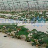 Simple Agricultural Tunnel Vegetable Greenhouse thumbnail-2