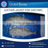 Protein Rich Long Shelf Life Distinct Flavor Fresh Leather Jacket Fish thumbnail-4