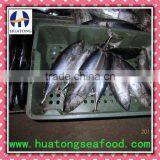 Frozen Bonito Whole Round Frozen Fish thumbnail-1