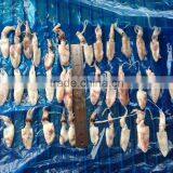 Grade A BQF Baby Squid Loligo Japonica thumbnail-1
