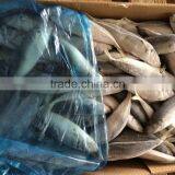 Hot Sale Frozen Horse Mackerel Fish thumbnail-2