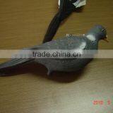 Pigeon Decoy thumbnail-1