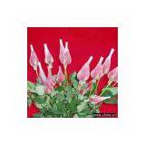 Sell Hexagonal Net thumbnail-1