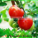 (HOT) Fresh Tomatoes Exported Europe and the United States/red Tomatoes thumbnail-2