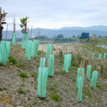 PP Corrugated Plastic Tree Wraps – Reusable Seedling Shield Panels thumbnail-3