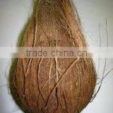 100% Semi Husked Coconuts thumbnail-1