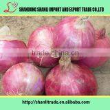 Nutritious Vegetable ,fresh Red Onion,long Shelf Time thumbnail-1