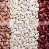 Pure Red Kidney Beans Pure Red Kidney Beans thumbnail-1