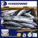 Japanese Mackerel thumbnail-1