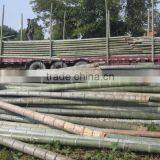 Construction Building Material Bamboo thumbnail-3