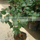 Indoor Colors Flowers Bonsai --Camellia Japonica thumbnail-1