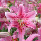 Free Shipping Sweet Smell Fresh Cut Lily Flower Fresh Flowers High Quality thumbnail-6