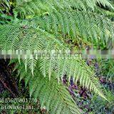 Artificial Fern thumbnail-6