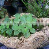 Plant Stone thumbnail-1