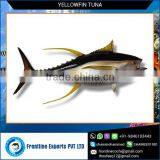 Head and Gutted Fresh Yellow Fin Tuna Fish thumbnail-1