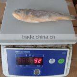 Frozen Yellow Croaker 75/100 G/pc thumbnail-1