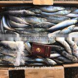 Bulk Frozen Headless Gutted HGT Sardine thumbnail-1