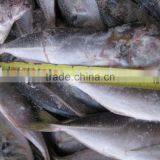 Frozen Horse Mackerel( Fresh) thumbnail-1