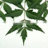 Neem Leaf thumbnail-1