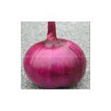 2012 Onion Price thumbnail-1