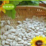 Pumpkin Seeds Shine Skin thumbnail-4