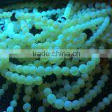 Natural Baltic Amber 108 Prayer Beads Under Ultraviolet Light thumbnail-1