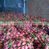 FRESH DRAGON thumbnail-4