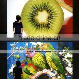 TV/USB/HDMI/VGA Home Theater Led Projector Exceed DLP PROJECTOR Aodin S308 D01 thumbnail-5