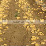 Handhold Two Wheel Mini Tractor for Harvesting Potatoes One Row thumbnail-1