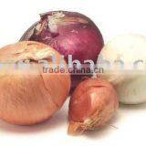 Pakistan Onion