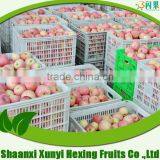 Best price organic fuji apple varieties