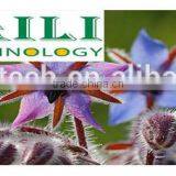 Organic Borage Oil (Omega 6 Series)vegetable Oil thumbnail-3