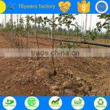 Low Price Agriculture Tree Drip Irrigation Nozzle thumbnail-3