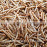 FDA Certification Tenebrio Molitors thumbnail-3