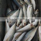 New Fish Frozen Horse Mackerel Seafood thumbnail-3