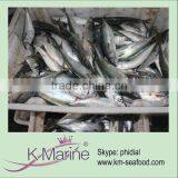 China New Caught Fresh Horse Mackerel Fish Lot Number#kmw4055 thumbnail-1