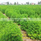 GMP Factory Artemisia Annua Sweet Wormwood Herb Artemisia Carvifolia 98% 99% White Crystalline Powder Cure Malaria thumbnail-2