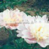 Herbaceous Peony Plant Root Chun Hong Jiao Yan thumbnail-1