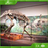 KAWAH Museum Durable Dinosaur Bone and Fossils for Sale thumbnail-4