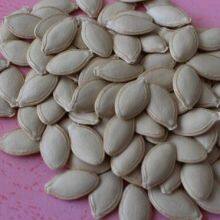 Pumpkin Seeds thumbnail-3