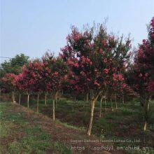Price List of Crape Myrtle Trees in 2020 thumbnail-5