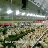 How Are Chickens Farmed